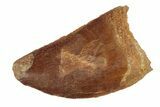 Serrated, 1.31" Juvenile Carcharodontosaurus Tooth  - #200739-1